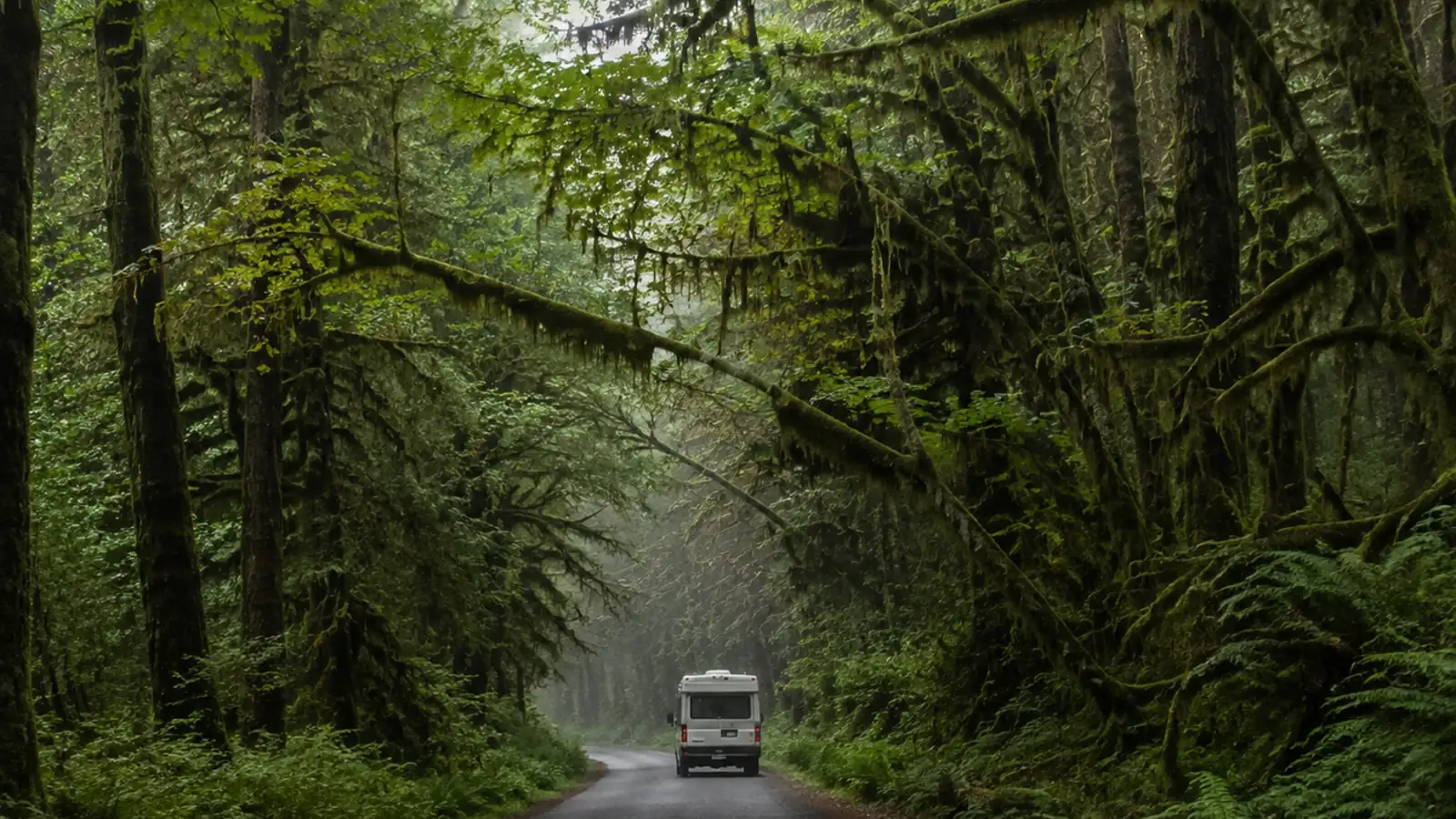 A moss-draped rainforest road with a small camper passing through